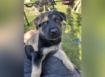 Deutsche Schäferhund Welpen