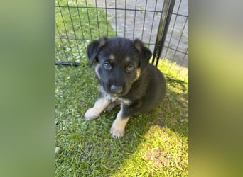 Deutsche Schäferhund Welpen