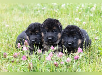 Schwarz-braune Schäferhundwelpen
