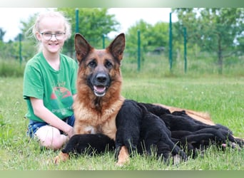 Schwarz-braune Schäferhundwelpen