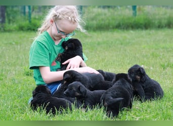 Schwarz-braune Schäferhundwelpen