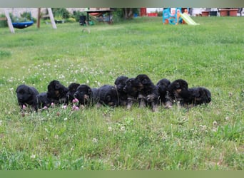 Schwarz-braune Schäferhundwelpen