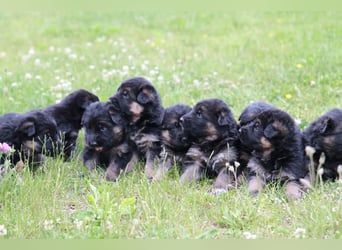 Schwarz-braune Schäferhundwelpen