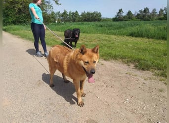 Huszar, fröhlicher, treuer Begleiter mit viel Herz