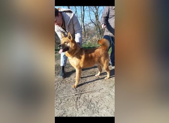 Huszar, fröhlicher, treuer Begleiter mit viel Herz