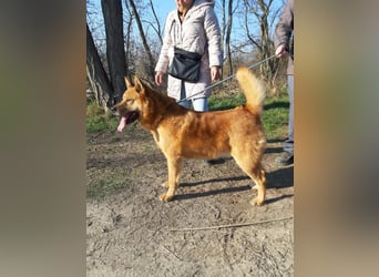 Huszar, fröhlicher, treuer Begleiter mit viel Herz