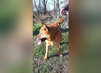 Huszar, fröhlicher, treuer Begleiter mit viel Herz