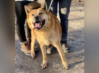 Huszar, fröhlicher, treuer Begleiter mit viel Herz