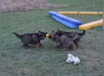 Deutsche Schäferhunde Langstockhaar m.P. gerader Rücken