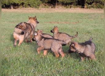 Deutsche Schäferhunde Langstockhaar m.P. gerader Rücken