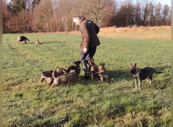 Deutsche Schäferhunde Langstockhaar m.P. gerader Rücken