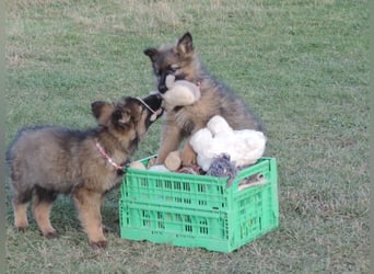 Deutsche Schäferhunde Langstockhaar m.P. gerader Rücken