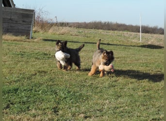 Deutsche Schäferhunde Langstockhaar m.P. gerader Rücken