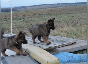 Deutsche Schäferhunde Langstockhaar m.P. gerader Rücken