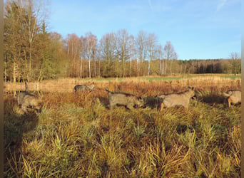 Deutsche Schäferhunde Langstockhaar m.P. gerader Rücken