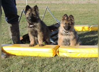 Deutsche Schäferhunde Langstockhaar m.P. gerader Rücken