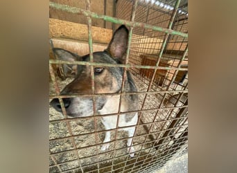 Menta VA, ruhig, verträglich, dickköpfig