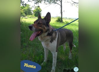 Menta VA, ruhig, verträglich, dickköpfig