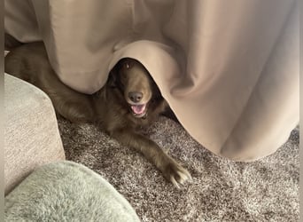 Starker Hund mit viel Persönlichkeit (Wachtelhund) sucht Menschen mit Ruhe, Natur und Struktur