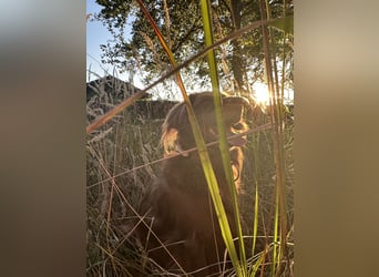 Starker Hund mit viel Persönlichkeit (Wachtelhund) sucht Menschen mit Ruhe, Natur und Struktur