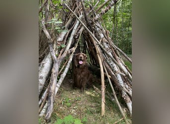 Starker Hund mit viel Persönlichkeit (Wachtelhund) sucht Menschen mit Ruhe, Natur und Struktur