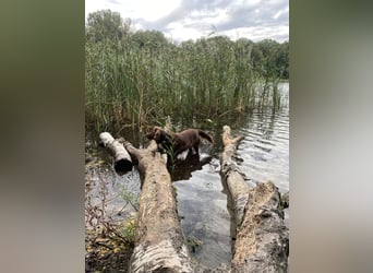 Starker Hund mit viel Persönlichkeit (Wachtelhund) sucht Menschen mit Ruhe, Natur und Struktur