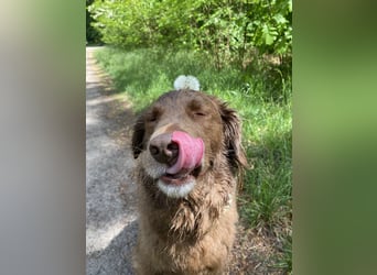 Starker Hund mit viel Persönlichkeit (Wachtelhund) sucht Menschen mit Ruhe, Natur und Struktur