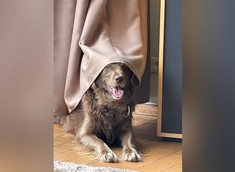 Starker Hund mit viel Persönlichkeit (Wachtelhund) sucht Menschen mit Ruhe, Natur und Struktur