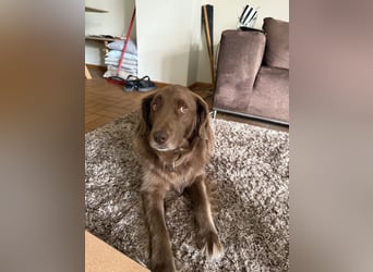 Starker Hund mit viel Persönlichkeit (Wachtelhund) sucht Menschen mit Ruhe, Natur und Struktur