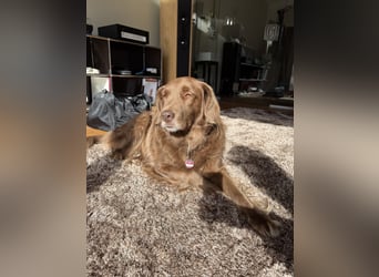 Starker Hund mit viel Persönlichkeit (Wachtelhund) sucht Menschen mit Ruhe, Natur und Struktur