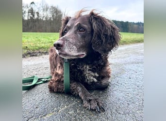 Nicki - ist freundlich&menschenbezogen