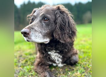 Nicki - ist freundlich&menschenbezogen