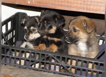 Deutschlandweit Pflegestellen für Hunde gesucht