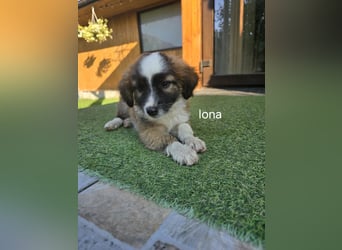 Iona  - auf einem Feld gefunden