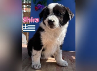 Shira,geb.02/25,pütziges Hundemädchen sucht ihre Familie