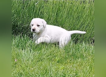 Labrador-Mix Welpen