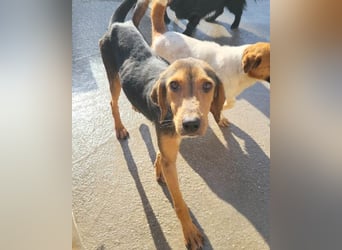 Pippa ❤️ kluges Bracken-Mix-Mädchen