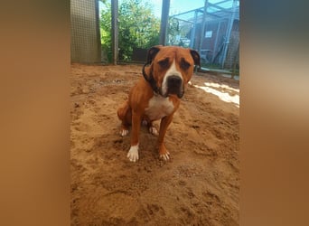 DJUKI - der hübsche Junge sucht eine Familie mit sehr viel Hundeerfahrung