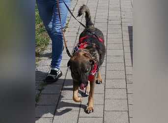 Saga ❤️ wartet in 88161 Lindenberg