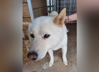Lien PP – Offener Shiba Inu-Rüde auf der Suche nach seinem Zuhause