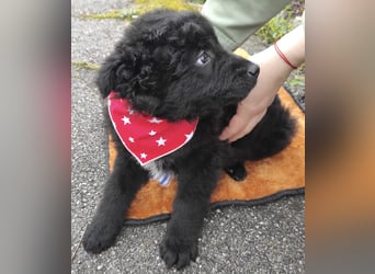 Teddy ein süßer Spatz