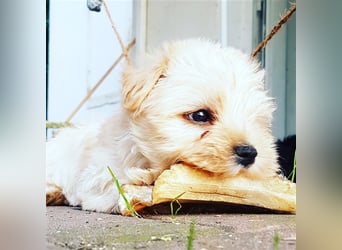 Yorkshire Terrier Yorkis Yorki Welpen Nähe Dresden in den Farben Biewer und blue and tan