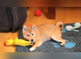 Schöne rote Shiba inu Welpen MEI, MIKA, MASARU mit FCI dokumenten