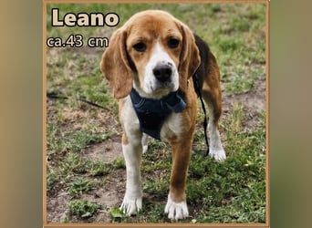 Leano sucht ein Beagle erfahrenes Heim