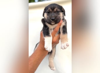 Mats - welpentypisch aktiver, verspielter Siberian Husky-Mix Rüde / z.Zt. noch in Rumänien