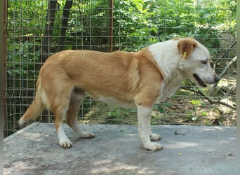 ♥ALAN♥ hübsche, offene, liebe Seele von Hund 45 cm