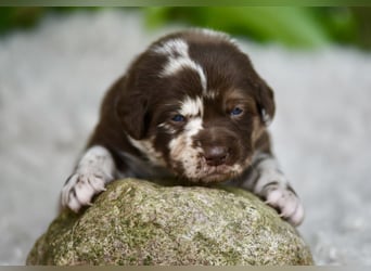 Aussiedor Aussiedorwelpe Welpe Australien Shepherd x Labrador