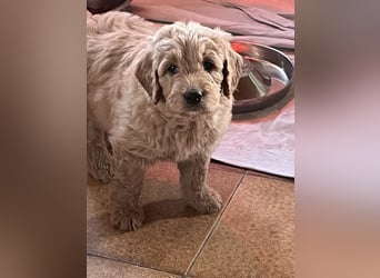 Goldendoodle mini Medium Doodle Abgabe an Pfingsten