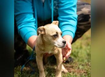 Luan