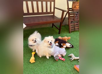 Teddy-Elmo SR – Quirliger Welpenwirbelwind mit Kuschelpotenzial
